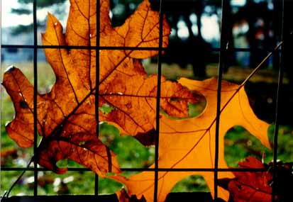 Oak Leaves on wire Fence