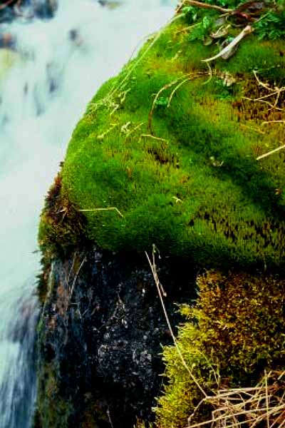 Mossy Spring